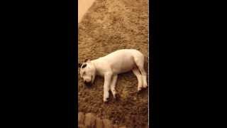 His own fart wakes him up