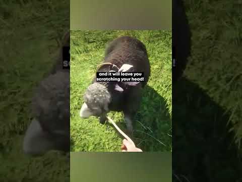 The Most Disturbing Secret In RDR2