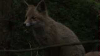 Magic Forest, La Foret Enchantée, Der Zauberwald; lately all sorts of Wild Animals come to me