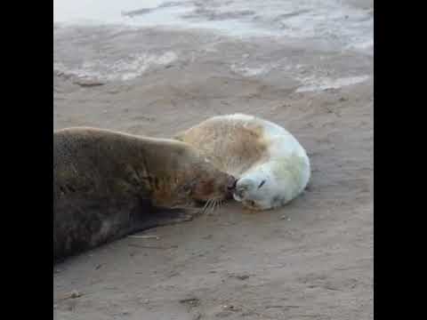 Cute Baby Seal Pup with Mum