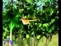 Tuntunir Golpo 3gp