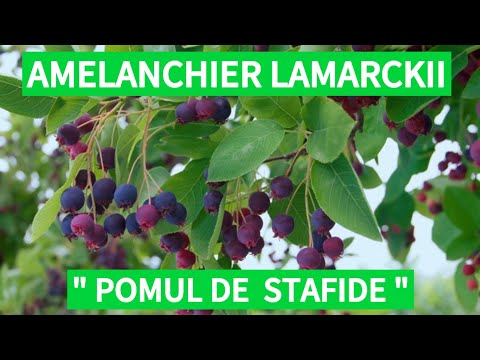 Amelanchier Lamarckii- "Pomul de stafide " descriere, plantare , întreținere, metode de utilizare.