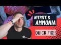 Ammonia And Nitrite Levels In Aquarium