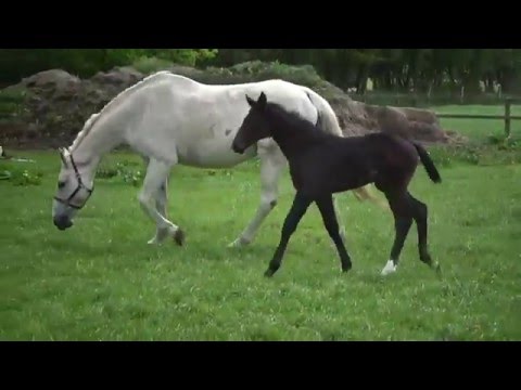 Casall-Cassini I-Moltke I filly, damline 104a