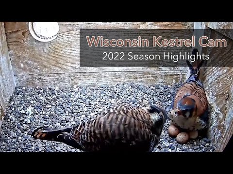 2022 Wisconsin Kestrel Cam Season Highlights