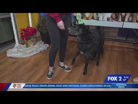 Pet of the Week: Mila the Dog - YouTube