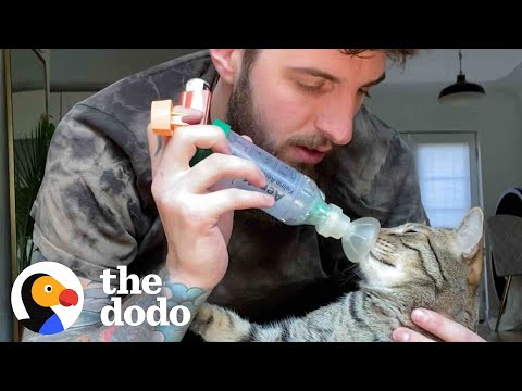 Cat With Asthma Has The Most Caring Dad - Videos - The Dodo