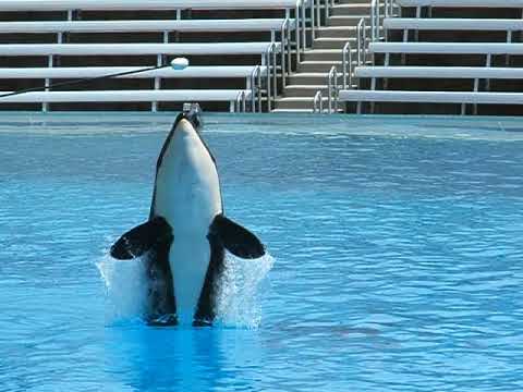 Kalia training session- belly breach 2008