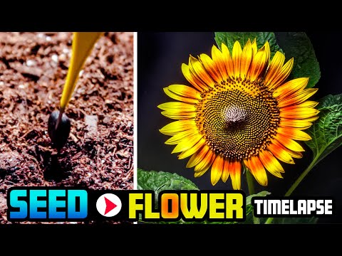 Sunflower Time Lapse - 62 Days Full Growing (Seed to Flower)