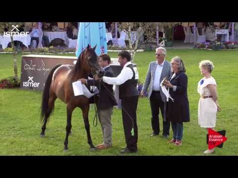 3 rd place  N.91 F TAYYAR IBN AL LAHAB - Ströhen 2017 C-Show - Senior Stallions Championship