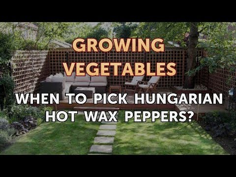 When to Pick Hungarian Hot Wax Peppers