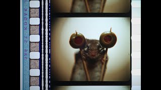 Mousehunt (1997), 35mm film trailer, flat open matte, 1.17:1 ratio 2520x2160