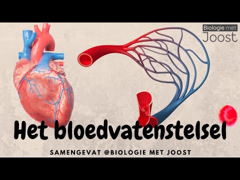 , title : 'Het bloedvatenstelsel | Samenvatting'