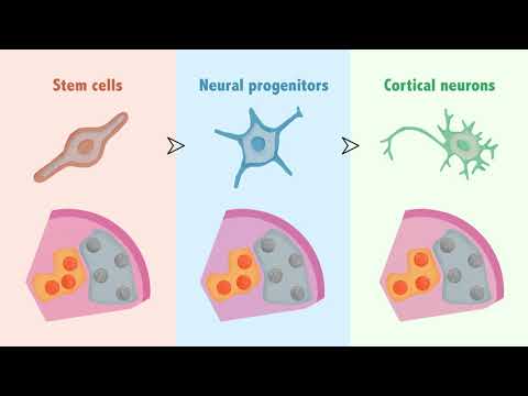 Multiscale 3D Genome Rewiring during Mouse Neural Development
