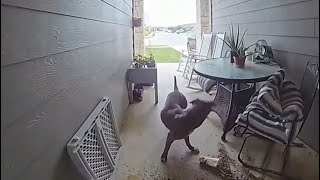 Horrifying Dog Attack Caught on Camera: Mother Saves Toddler from Jaws of Stray