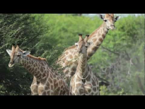 Giraffes "Necking", Fighting With Their Necks. Etosha, Namibia