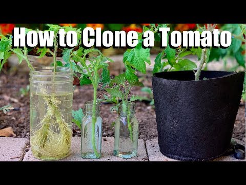 , title : 'How to Clone a Tomato from a Cutting - Free Plants!🍅🌱'