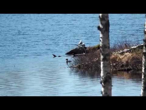 Synnyinmaan Laulu video
