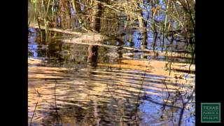 Inner City Sanctuary - Texas Parks and Wildlife [Official]
