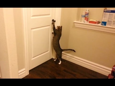 Clever Cats Opening Doors
