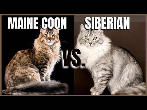 Maine Coon Cat VS. Siberian Cat