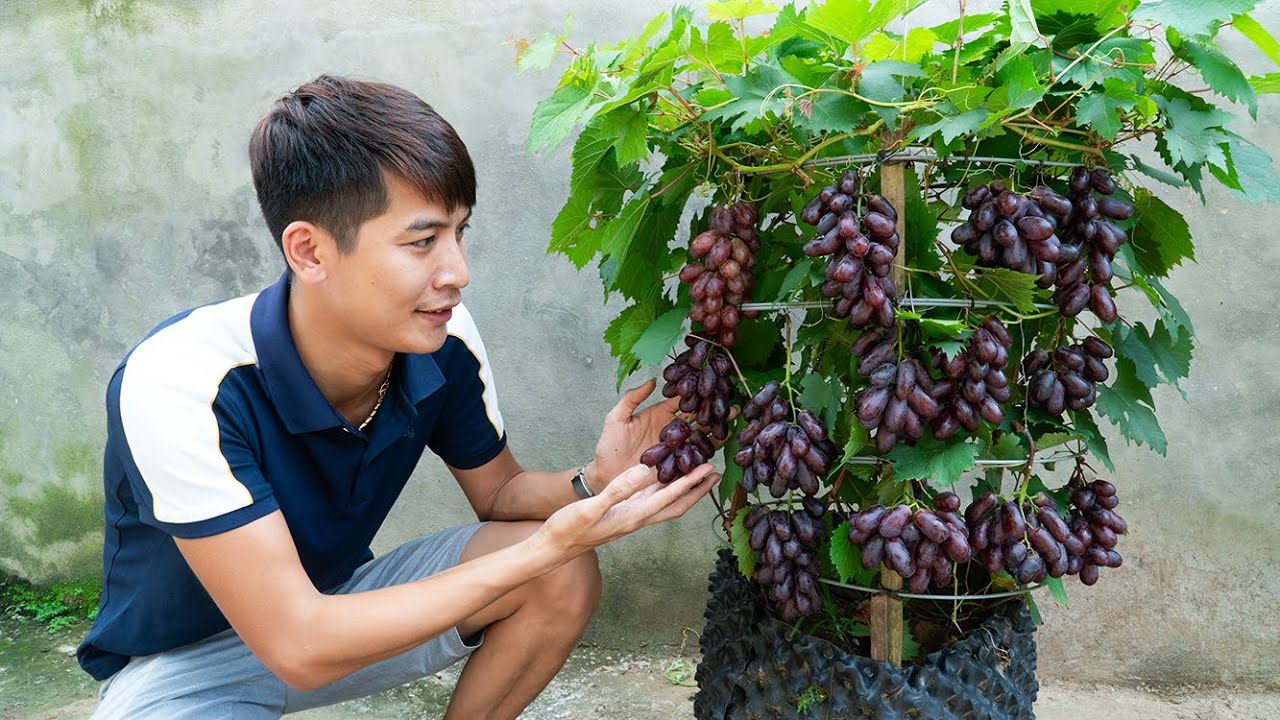 [Home Gardening] Don't buy purple grapes anymore. I show you how to plant in plastic containers