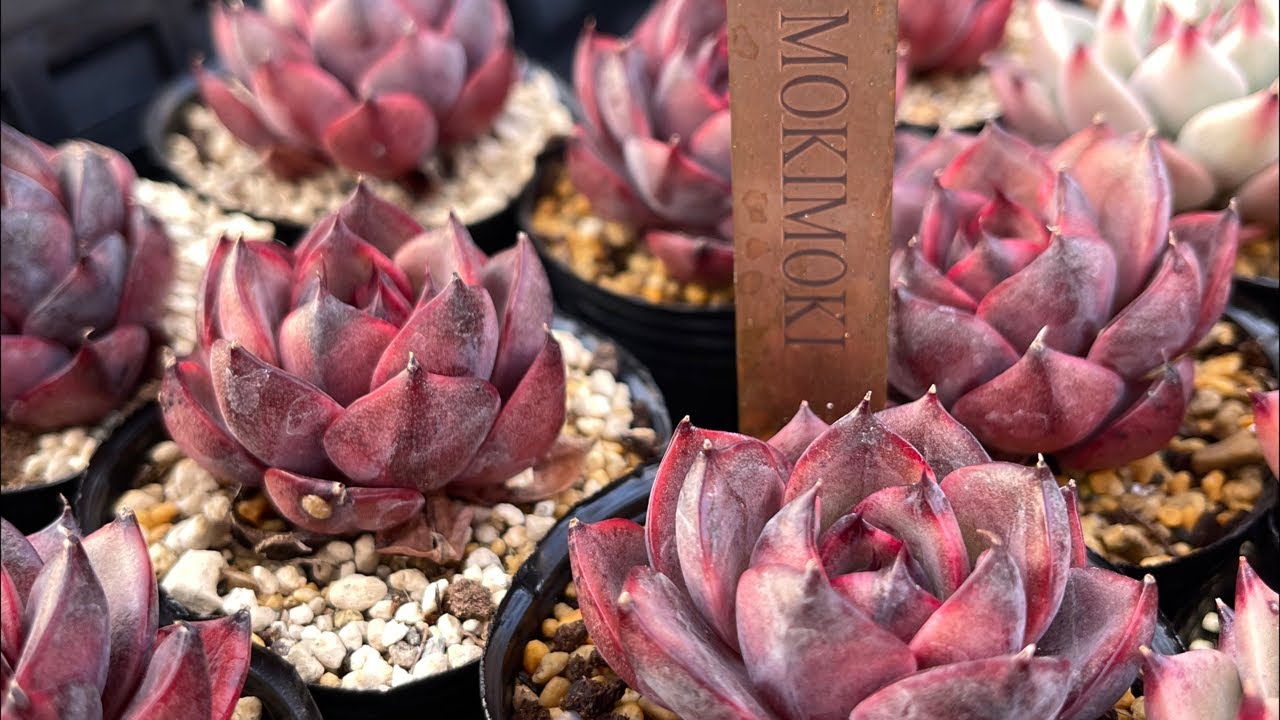 多肉ライブ　久しぶりのがっつり多肉いじり🎵モキモキのオススメ多肉