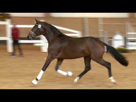 Fürst Fohlenhof - Sir Donnerhall *2015