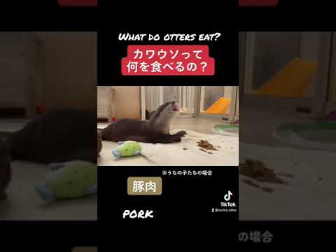 image-Do otters live in Tennessee?