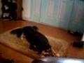 KONA MURDERS A SQUEAKY TOY