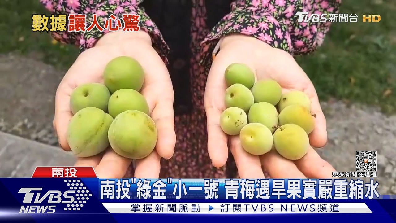 春雨不足以解渴全台農損破5億元 南投青梅長不大