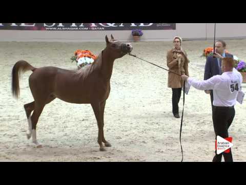 N.54 AMAN SCAH - Milan 2016 - Colts 2 years old (Class 5)