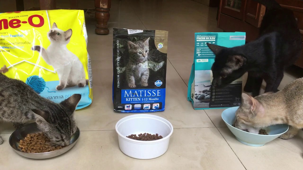 Kitten's favorite food review:  MeO, Matisse or Acana Pacifica