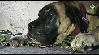 The miracle of life - Dog rescue were footsore and starve, this video will bring tears to your eyes