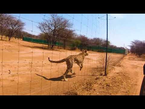 The Fastest African cheetahs run- The amazing African big cats running behind a fence