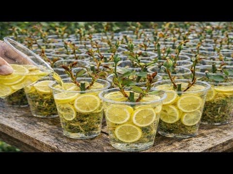 Propagate roses using lemons! Roses will sprout and root quickly immediately