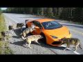 When Wild Animals Blocked the Road | Dashcam Captures Everything DEFAULT Thumbnail