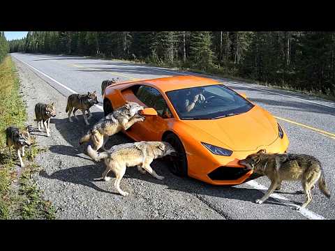 When Wild Animals Blocked the Road | Dashcam Captures Everything