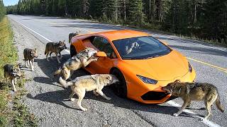 When Wild Animals Blocked the Road | Dashcam Captures Everything MQDEFAULT Thumbnail