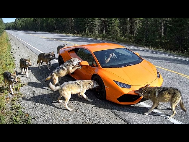 When Wild Animals Blocked the Road | Dashcam Captures Everything SDDEFAULT Thumbnail