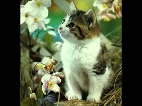 Arssura-N`ai crezut si Bullet-A fost odata