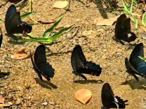 Formosa Beauty - Butterfly