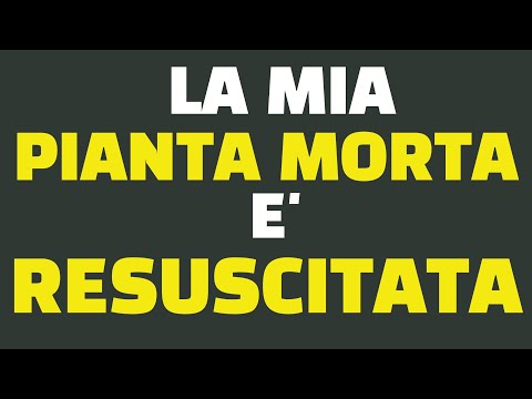 My dead plant has come back to life!