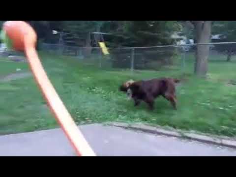 Josey - Tennis Ball Freak 2