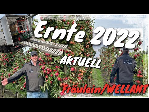 Raddatz Fruit Farm - Harvest | Wellant/Fräulein | Plant Protection / Knecht | Fruit growing is in...