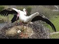 The Most Beautiful White Stork Movie De Witte Ooievaarfilm