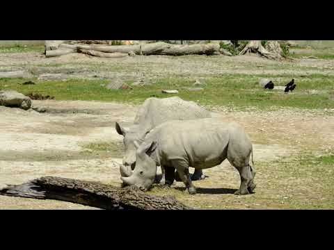 Deep House Grooves | Lordpercival SA, M.K Clive, FKA Mash, Jazzbee, Bee-Bar | Mixed by DJ Gumstar