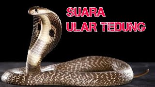 Download lagu SUARA ULAR TEDUNG mp3