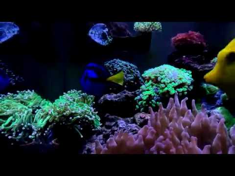 2017-10-31 海水缸記錄