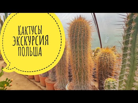 Kaktusiarnia Кактусы Polska